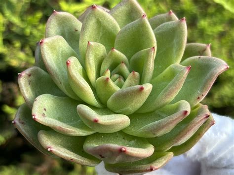 echeveria chanel|Echeveria 'Chanel' .